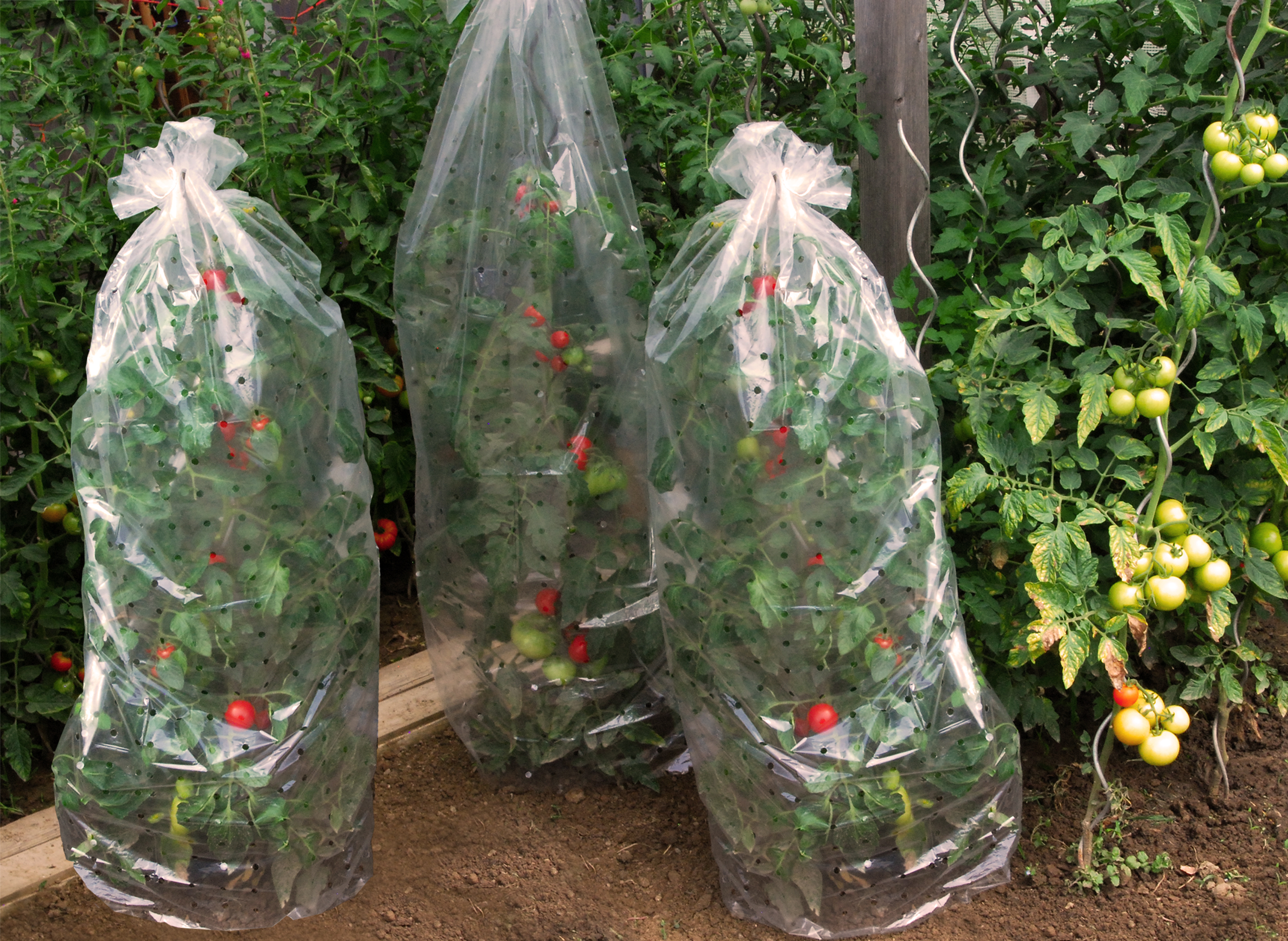 Tomatenschutzhaube